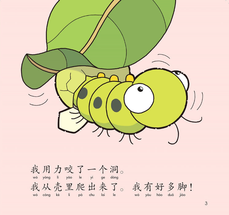 哈罗系列 美丽的蝴蝶